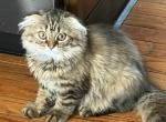 Fluffy - Scottish Fold Kitten For Sale - Philadelphia&comma; PA&comma; US