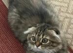 Fluffy - Scottish Fold Kitten For Sale - Philadelphia&comma; PA&comma; US