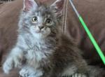 Blanka Polydactyl - Maine Coon Kitten For Sale - Grayslake&comma; IL&comma; US