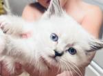 Ragamese - Siamese Kitten For Sale - Gardnerville&comma; NV&comma; US