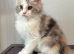 Paige - Maine Coon Kitten For Sale - Johns Creek&comma; GA&comma; US