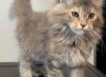 Piggie - Maine Coon Kitten For Sale - Johns Creek&comma; GA&comma; US