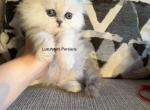 Jeremy - Persian Kitten For Sale - Fort Worth&comma; TX&comma; US