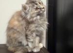 Paula - Maine Coon Kitten For Sale - Johns Creek&comma; GA&comma; US