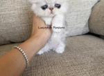 Mikey - Persian Kitten For Sale - Fort Worth&comma; TX&comma; US