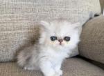 Vikey - Persian Kitten For Sale - Fort Worth&comma; TX&comma; US