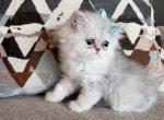 Milo - Persian Kitten For Sale - Fort Worth&comma; TX&comma; US