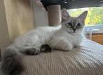 Jack - Siberian Kitten For Sale - Prospect Heights&comma; IL&comma; US