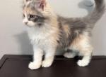 Priney - Maine Coon Kitten For Sale - Johns Creek&comma; GA&comma; US
