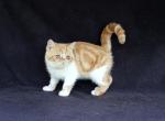 Nellie      in Virginia - Exotic Kitten For Sale - Williamsburg&comma; VA&comma; US