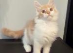 Male - Maine Coon Kitten For Sale - Johns Creek&comma; GA&comma; US