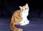 Mavis    in Virginia - Persian Kitten For Sale - Williamsburg&comma; VA&comma; US