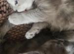NickXRhae - Maine Coon Kitten For Sale - Spokane&comma; WA&comma; US
