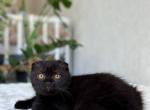 Kraken - Scottish Fold Kitten For Sale - Los Angeles&comma; CA&comma; US