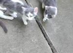 spot and squeak - Domestic Kitten For Adoption - Peoria&comma; IL&comma; US