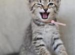 Siberian Domestic - Siberian Kitten For Adoption - Vancouver&comma; WA&comma; US