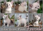 Lilac Lynx Point kitten - Siberian Kitten For Sale - Eagan&comma; MN&comma; US