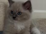 Rare Fawn Ragdoll Kitten with Stunning Blue Eyes - Ragdoll Kitten For Sale - Laurel&comma; MD&comma; US