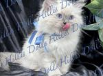 Health Tested x Passed - Ragdoll Kitten For Sale - Millersport&comma; OH&comma; US