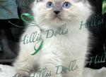 The Sea of Traditional BluePoints - Ragdoll Kitten For Sale - Millersport&comma; OH&comma; US