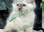 The Sea of Traditional BluePoints - Ragdoll Kitten For Sale - Millersport&comma; OH&comma; US
