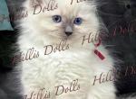 The Sea of Traditional BluePoints - Ragdoll Kitten For Sale - Millersport&comma; OH&comma; US