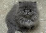 Angel - Persian Kitten For Sale - Georgetown&comma; KY&comma; US