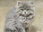 Persian - Persian Kitten For Sale - 