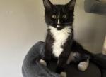Tuxedo Male - Maine Coon Kitten For Sale - N Port&comma; FL&comma; US