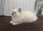 Sophia - Ragdoll Kitten For Sale - Scott Township&comma; PA&comma; US