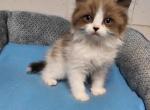 Ragdoll kittens - Ragdoll Kitten For Sale - MI&comma; US
