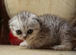 Freddy - Scottish Fold Kitten For Sale - North Richland Hills&comma; TX&comma; US