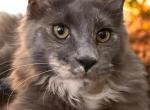 Fallon - Maine Coon Kitten For Sale - Monroeville&comma; PA&comma; US