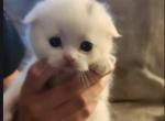 Ghost - Scottish Fold Kitten For Adoption - Post Falls&comma; ID&comma; US