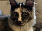 Fiona - Maine Coon Kitten For Sale - Monroeville&comma; PA&comma; US