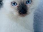 Seal point Ragdoll - Ragdoll Kitten For Sale - 