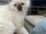 Seal ragdoll - Ragdoll Kitten For Sale - 