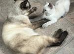 SIAMESE GIRL MANX JUNE 26 - Siamese Kitten For Sale - Bryan&comma; TX&comma; US