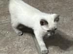 MANX BLUE GIRL - Manx Kitten For Sale - 