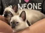 TWO SIAMESE - Siamese Kitten For Sale - Bryan&comma; TX&comma; US