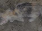 Calla - Scottish Straight Kitten For Sale - 