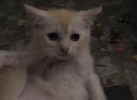 Archie - Domestic Kitten For Sale - 