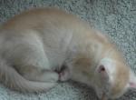 Archie - Domestic Kitten For Sale - Bowie&comma; MD&comma; US