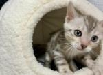 Yeti - Bengal Kitten For Sale - Stroudsburg&comma; PA&comma; US