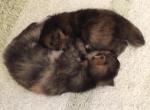 Hannahs Babies - Ragdoll Kitten For Sale - Howell&comma; MI&comma; US
