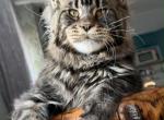 Ethan MaryLiss Country - Maine Coon Kitten For Sale - Dania Beach&comma; FL&comma; US