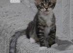 Fear - Maine Coon Kitten For Sale - Elk Grove&comma; CA&comma; US