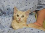 Ragcoon Baby - Ragdoll Kitten For Sale - Souderton&comma; PA&comma; US