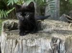 Roly - Munchkin Kitten For Sale - 