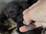 Poly Gypsum of Dasha - Polydactyl Kitten For Sale - WI&comma; US